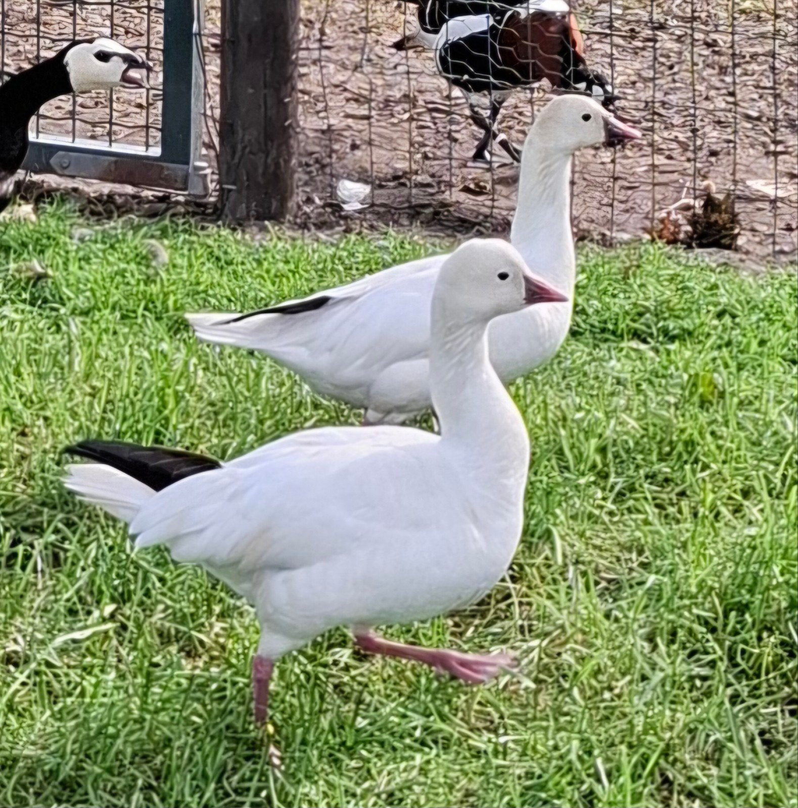 Ganzen Rossganzen, Meerdere dieren, Gans of Zwaan