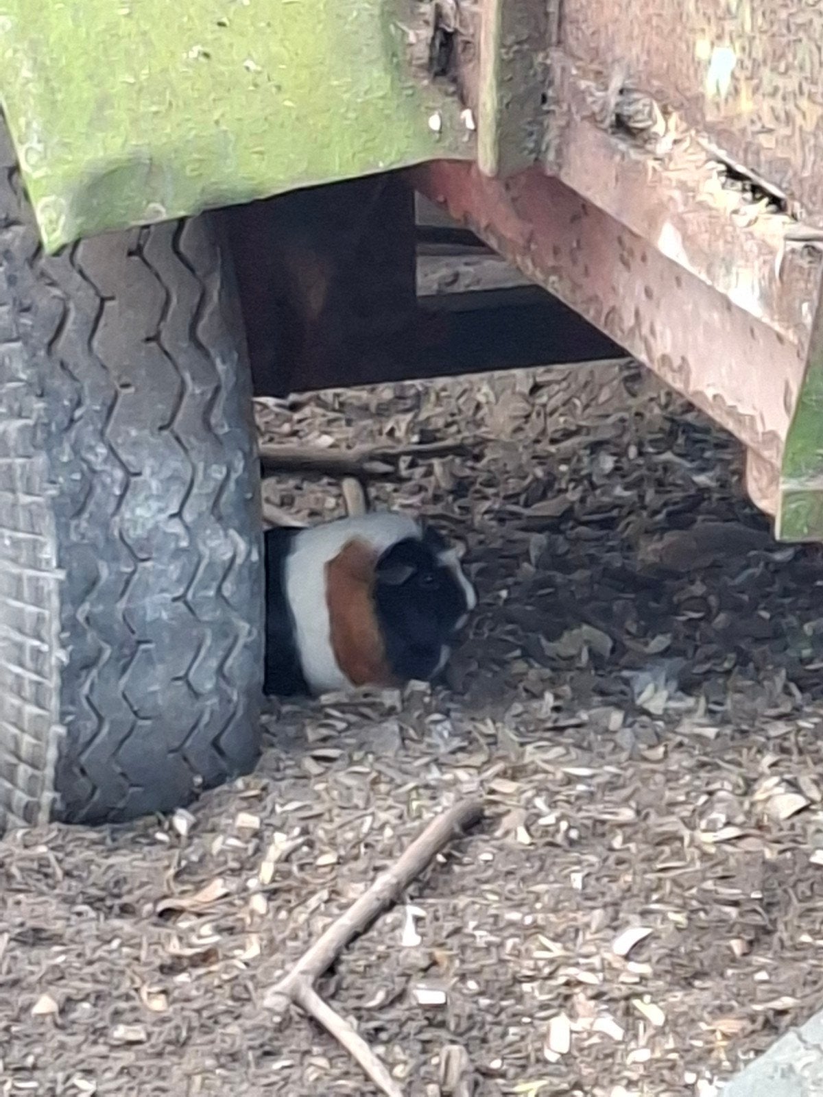 te koop 5 cavia s, Dieren en Toebehoren, Mannelijk