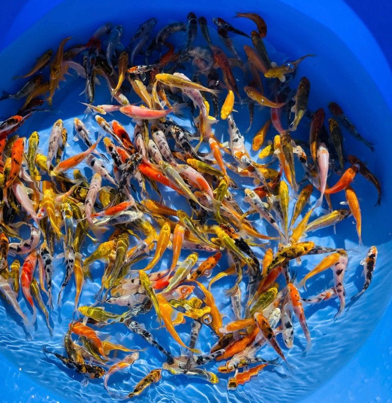 Koi 6-15 cm, Dieren en Toebehoren, Karper of Koi