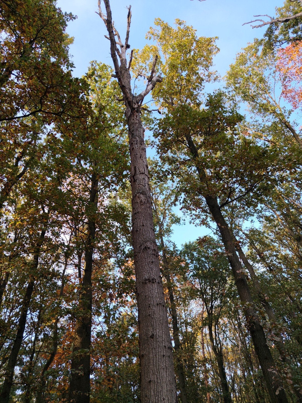 9 dode eiken bomen en 1 den, Enlèvement