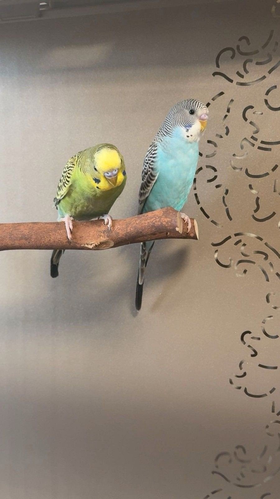 Différentes couleurs de jeunes perruches prêtes à grandir, Animaux & Accessoires, Plusieurs animaux, Perruche, Domestique