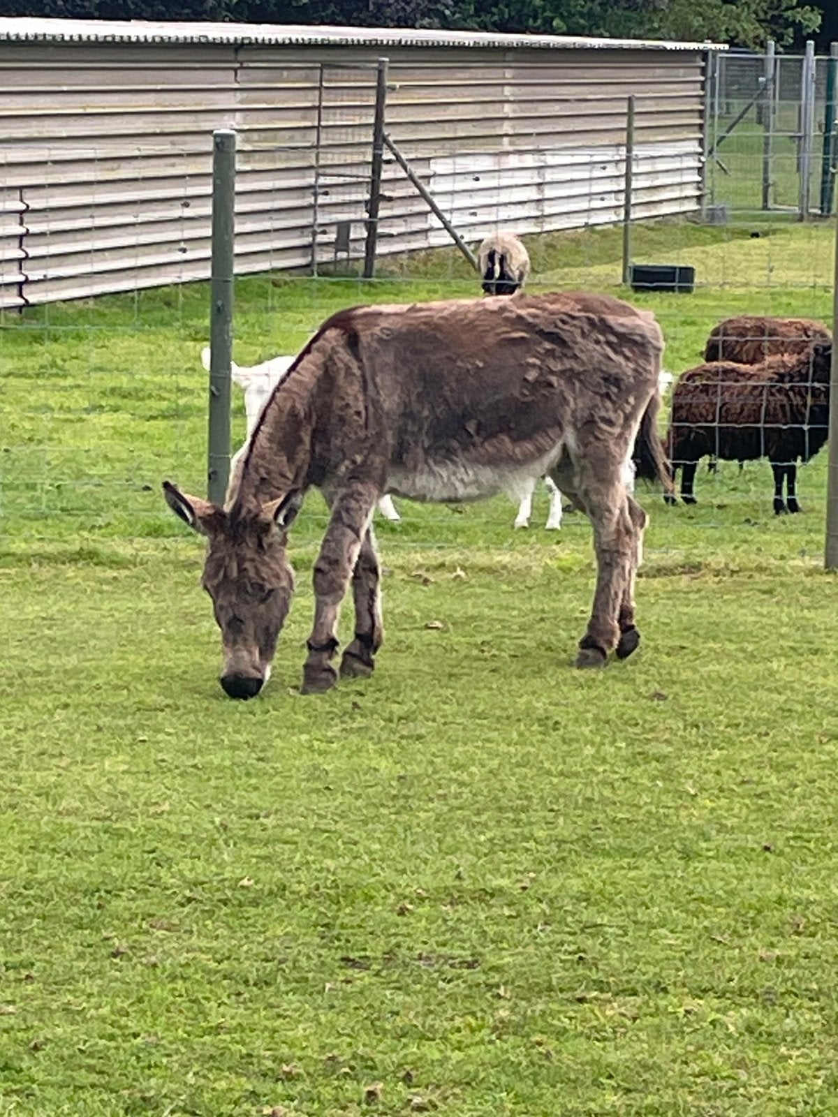 Ezel merrie, Dieren en Toebehoren, Paarden, Merrie