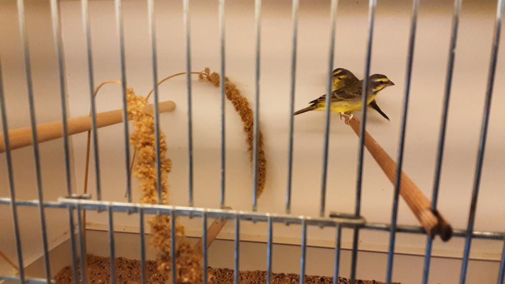 Mozambiquesijs, Dieren en Toebehoren, Tropenvogel