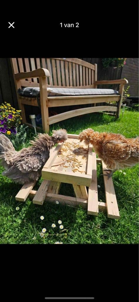 chicknick tafel voedertafel kippen