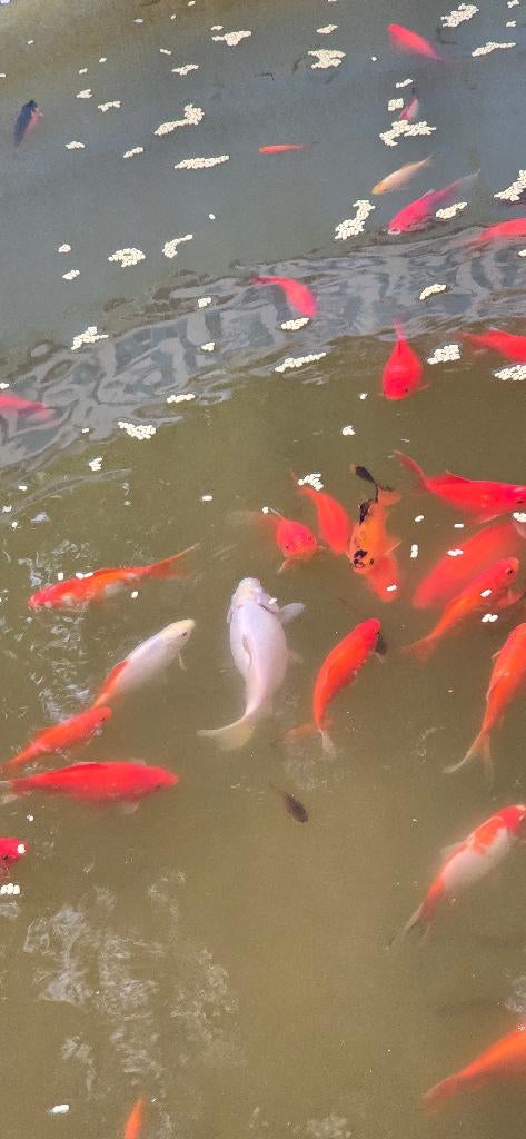 Poissons etang, Dieren en Toebehoren, Vissen | Vijvervissen, Overige soorten