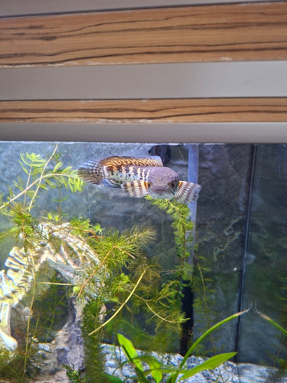 Channa Auranticulata, Animaux & Accessoires, Enlèvement