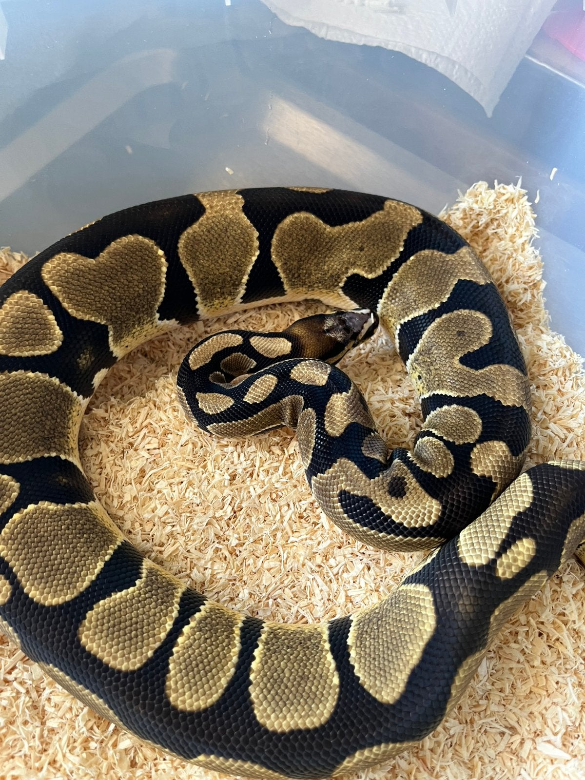 Sale Antwerpen Div.Koningspythons,Ball Python,Python Regius Ball Python photo 17