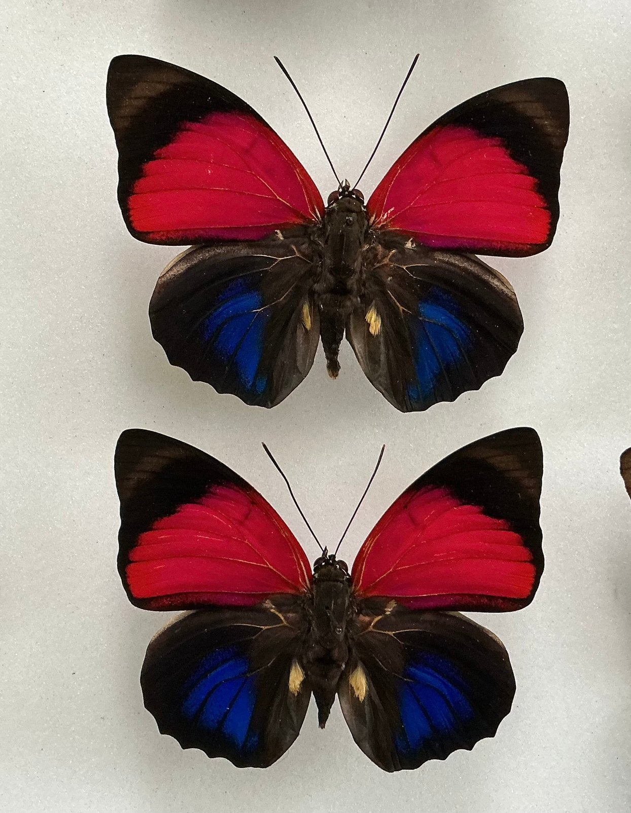 Agrias claudina lugens, vlinders uit Peru, Verzamelen, Ophalen of Verzenden