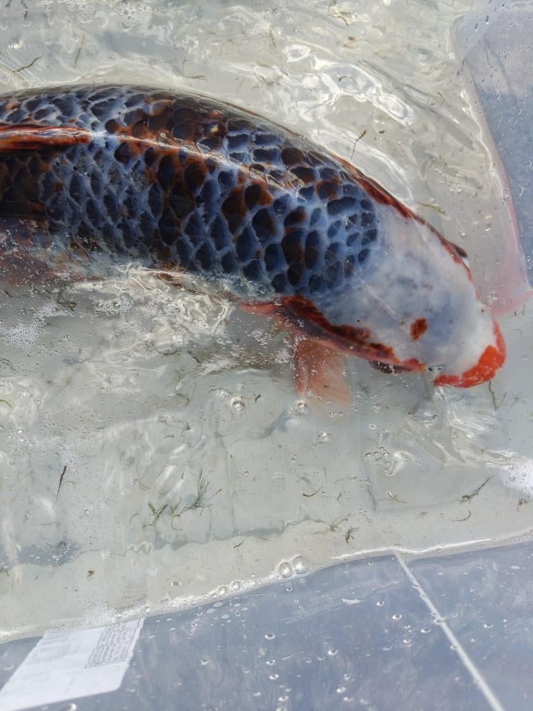 Koi, Animaux & Accessoires, Poissons | Poissons d'étang, Carpe ou Koï