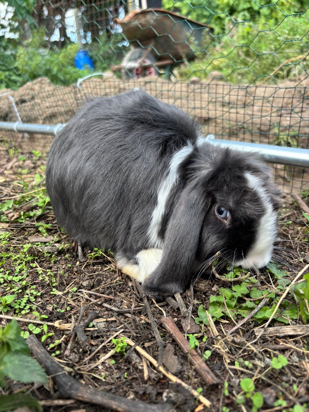 Cadre Minilop, Mâle, Petit, Oreilles tombantes, 0 à 2 ans