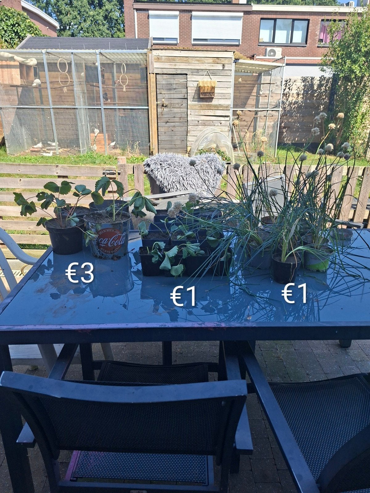 Aardbei en lente ui, Ophalen of Verzenden, Bloeit niet, Eenjarig, Fruitplanten