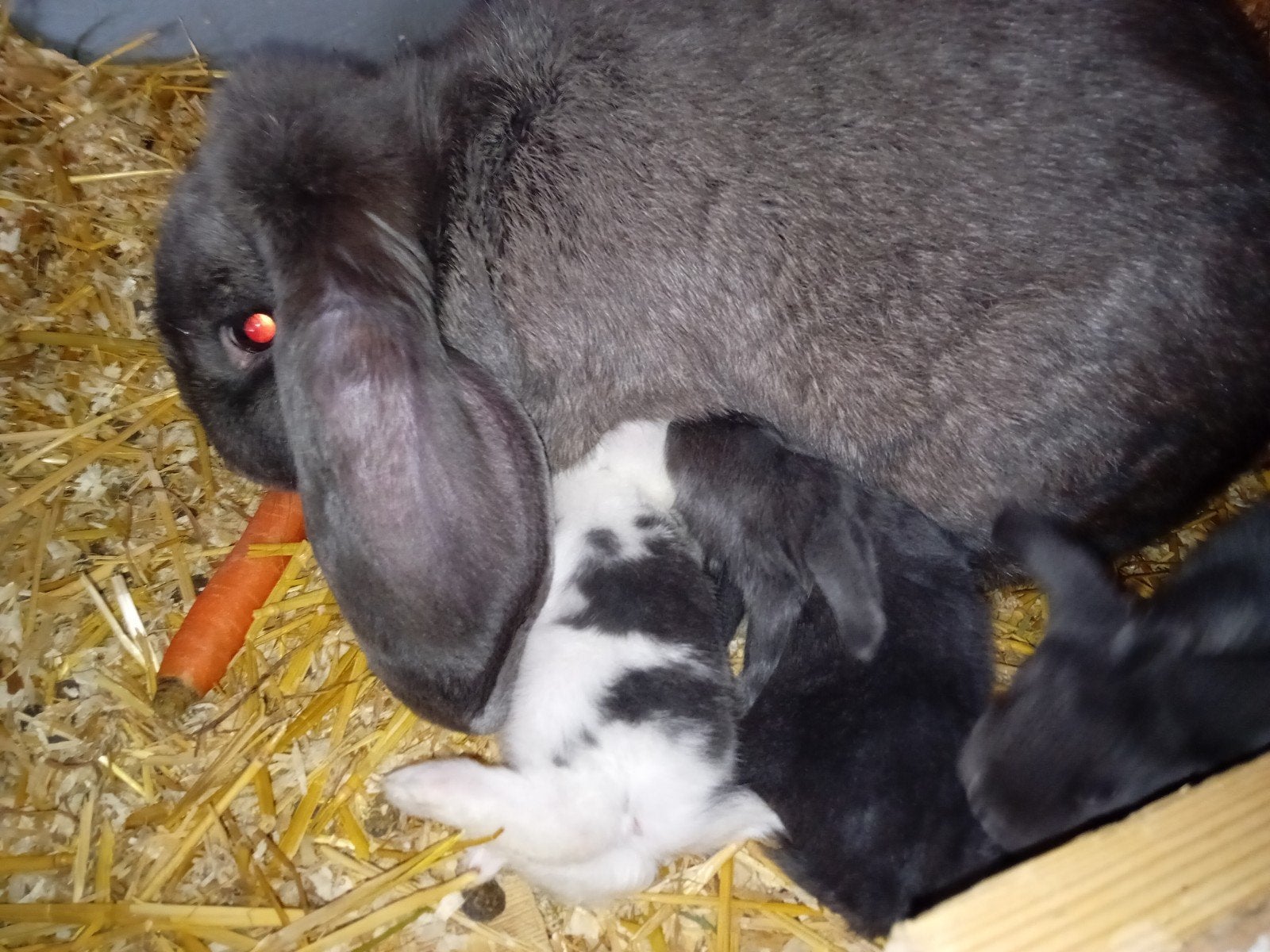 Franse hangoren blauw  en blauwbont, Dieren en Toebehoren, Geslacht onbekend, Groot, Hangoor, 0 tot 2 jaar