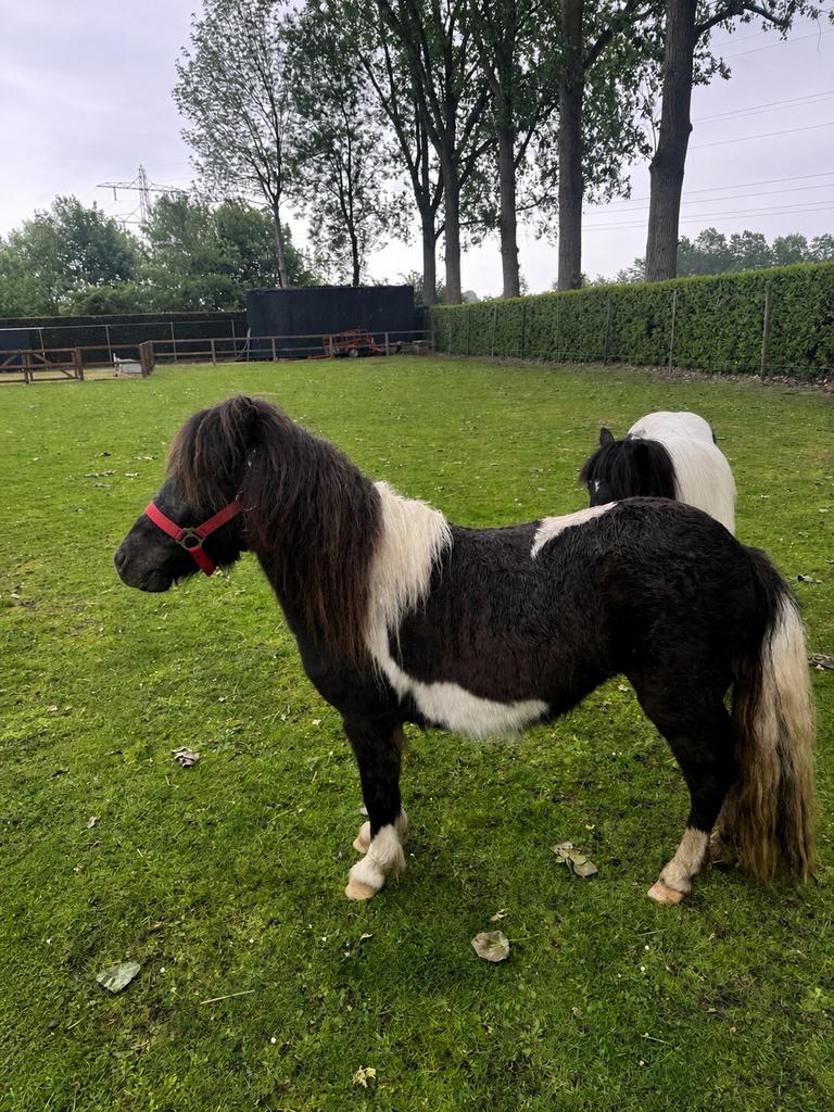 Shetlander merrie, Merrie