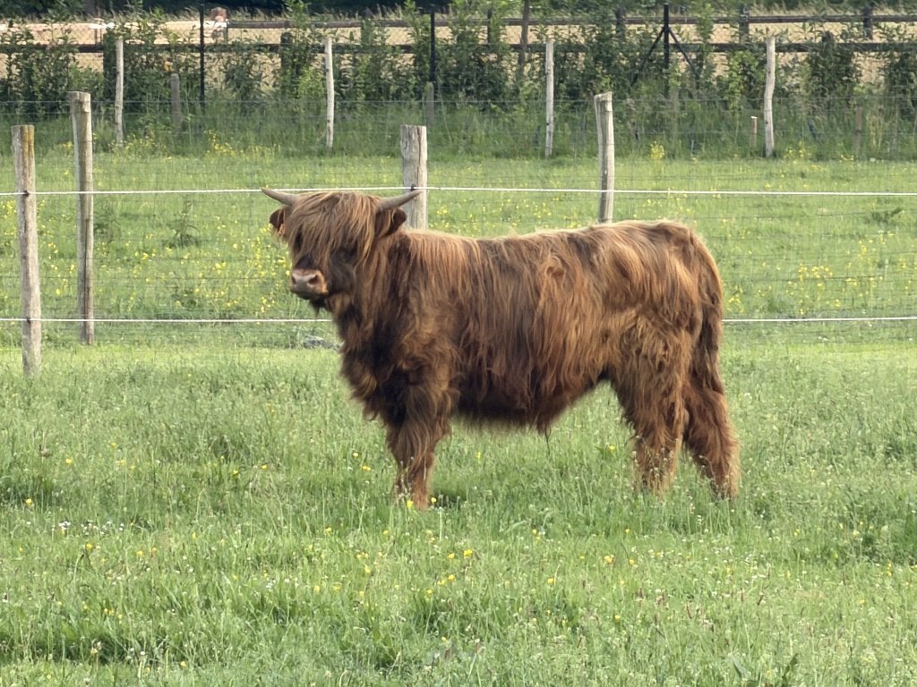 Schotse hooglanders