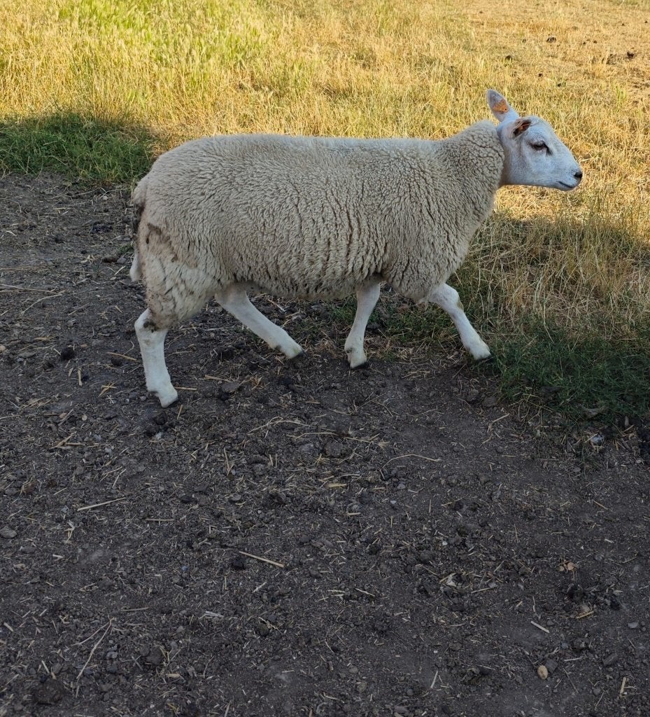 Agneaux a vendre / béliers, Mâle, Mouton, 0 à 2 ans