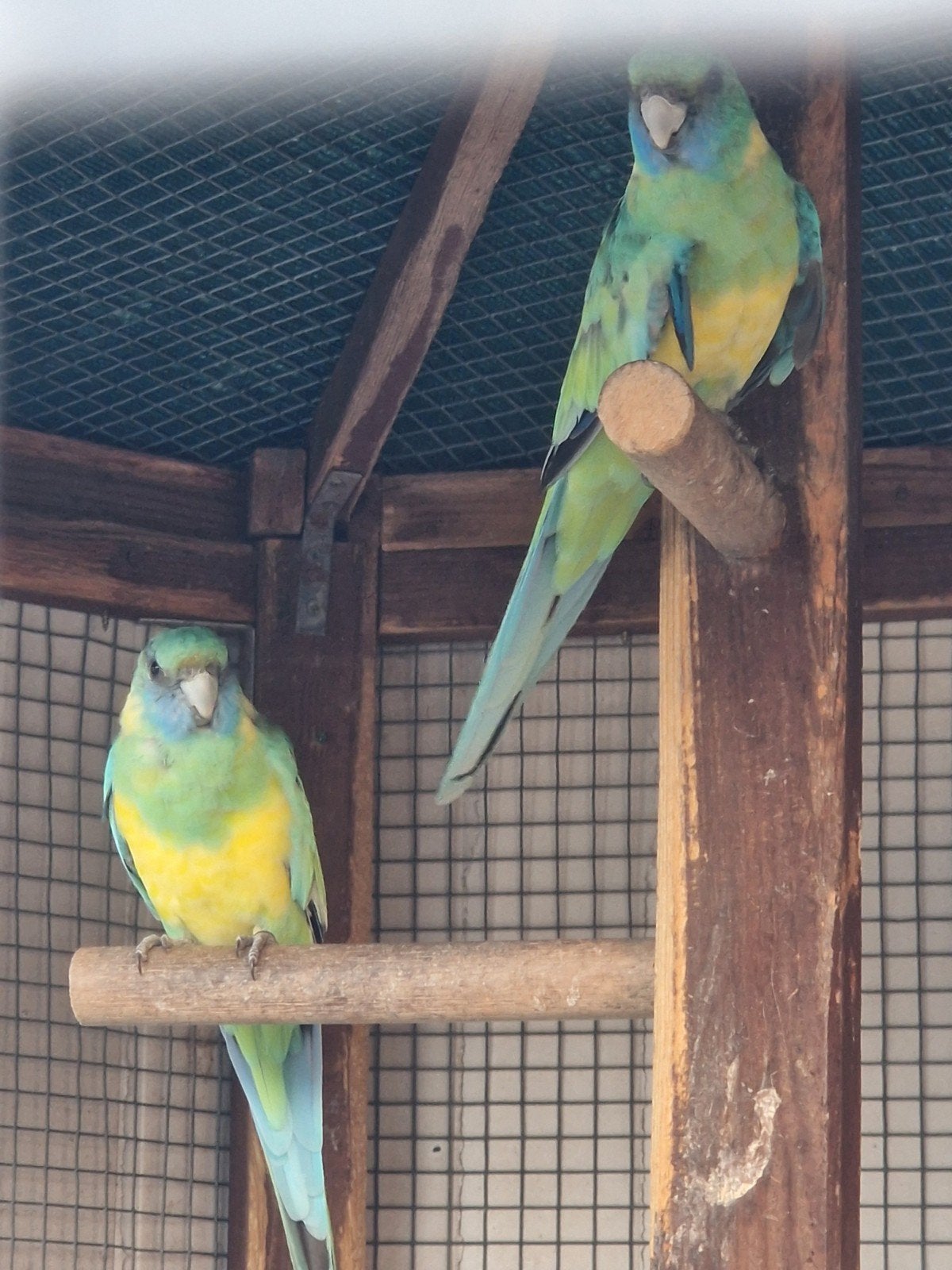 Koppel conclurry, Meerdere dieren, Parkiet, Geringd