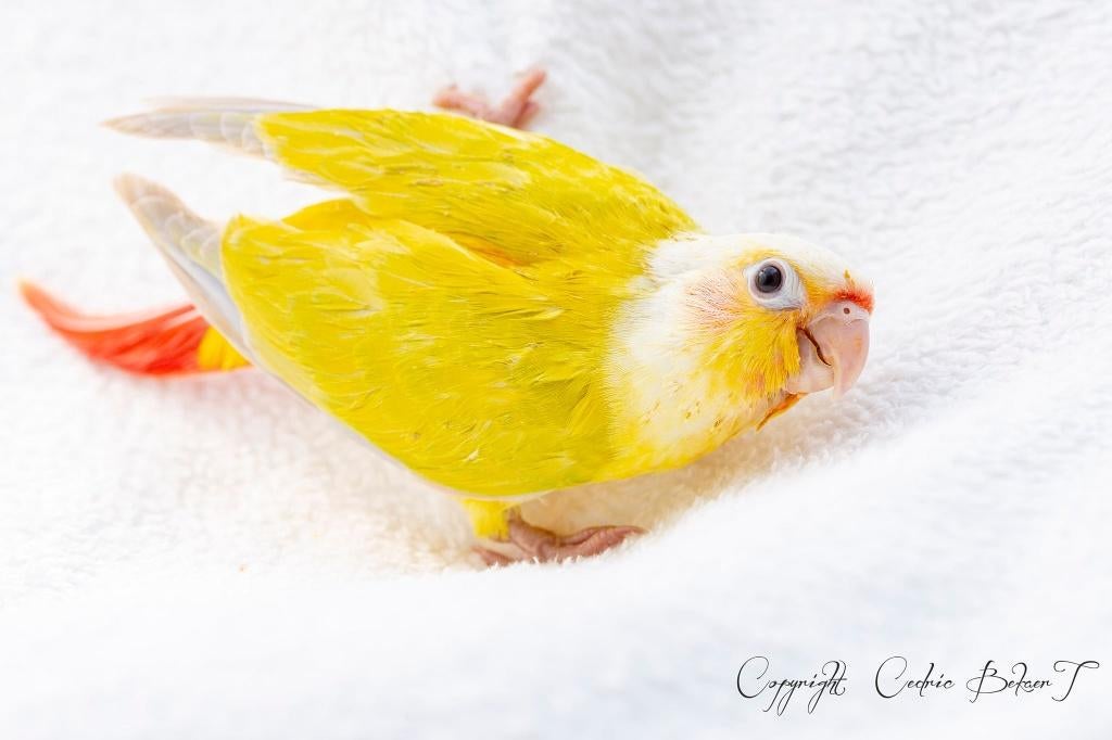 conure élevé a la main, Dieren en Toebehoren, Meerdere dieren, Papegaai, Pratend