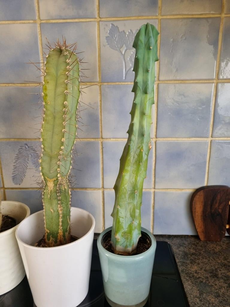 Cactus, à récupérer gratuitement, Enlèvement