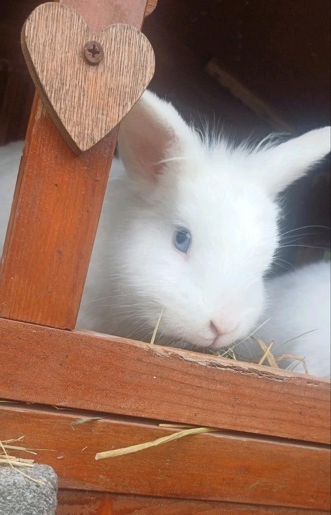 Lapin nain femelle, Animaux & Accessoires, Lapins, Femelle, Nain