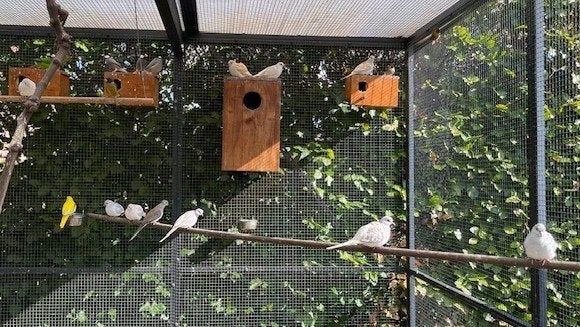 Diamantduifjes van 2026, Geslacht onbekend, Wildzangvogel, Geringd