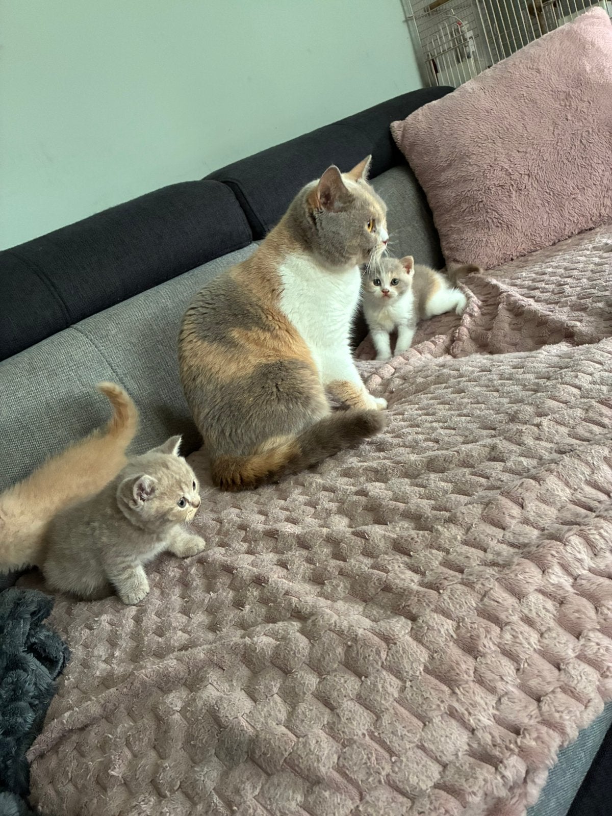 3 brits korthaar kittens, Plusieurs animaux, Avec pedigree, 0 à 2 ans