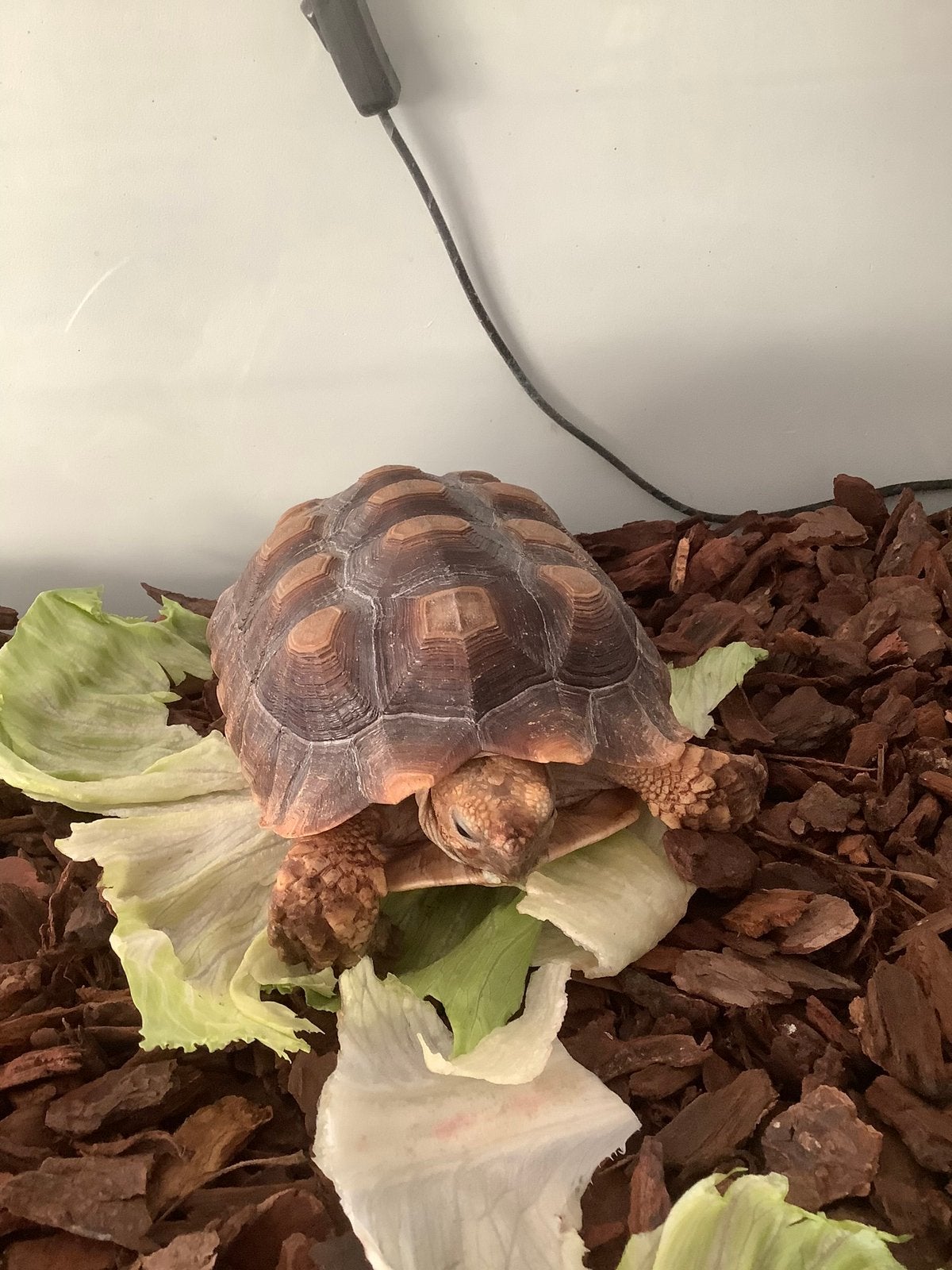 Afrikaanse landschilpad, Dieren en Toebehoren, Reptielen en Amfibieën, Schildpad, 3 tot 6 jaar