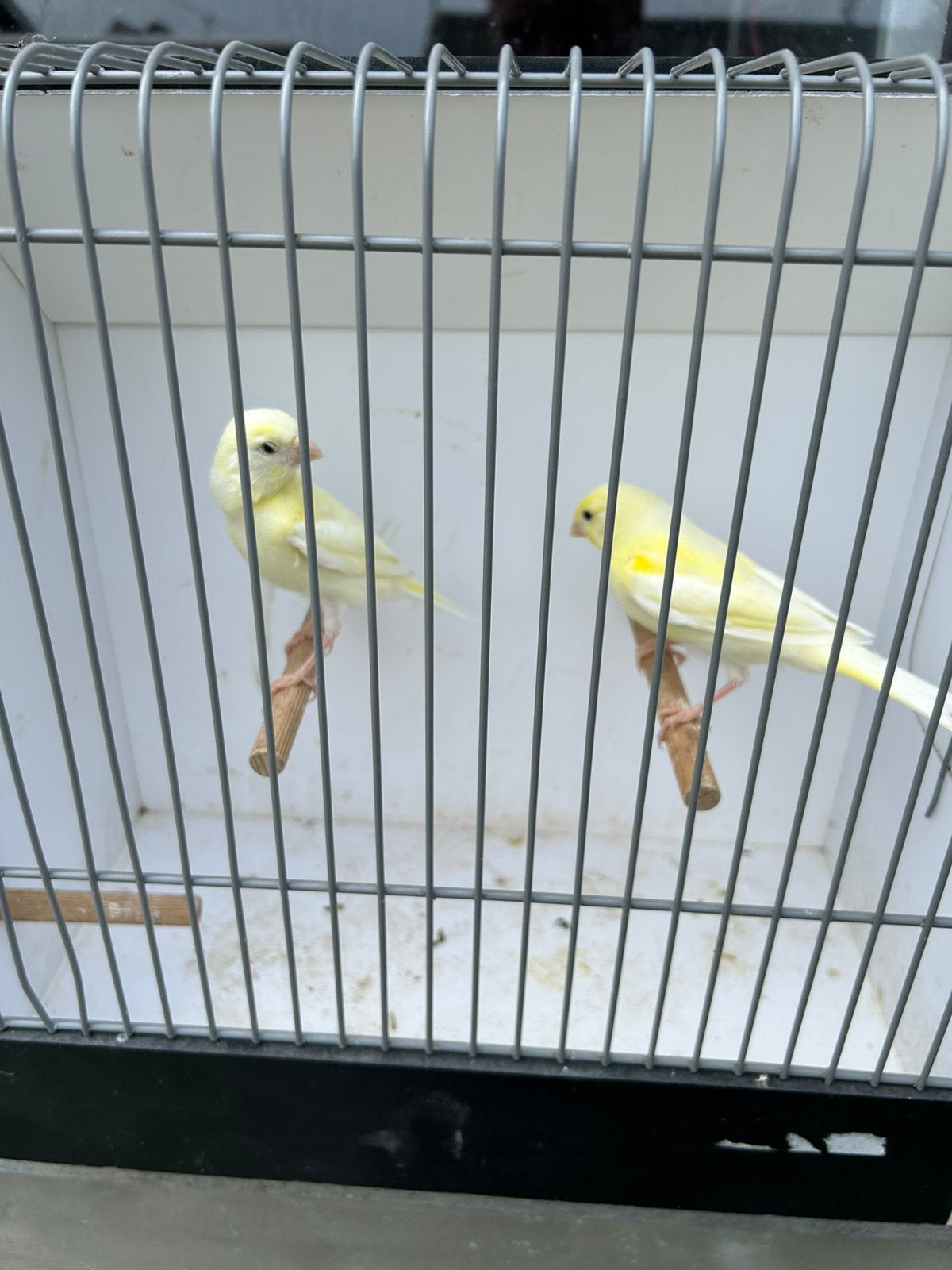 Kanaries, Dieren en Toebehoren, Vogels | Kanaries