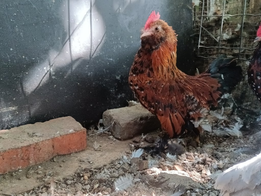 Ukkelse baardkriel - trio, Plusieurs animaux, Poule ou poulet