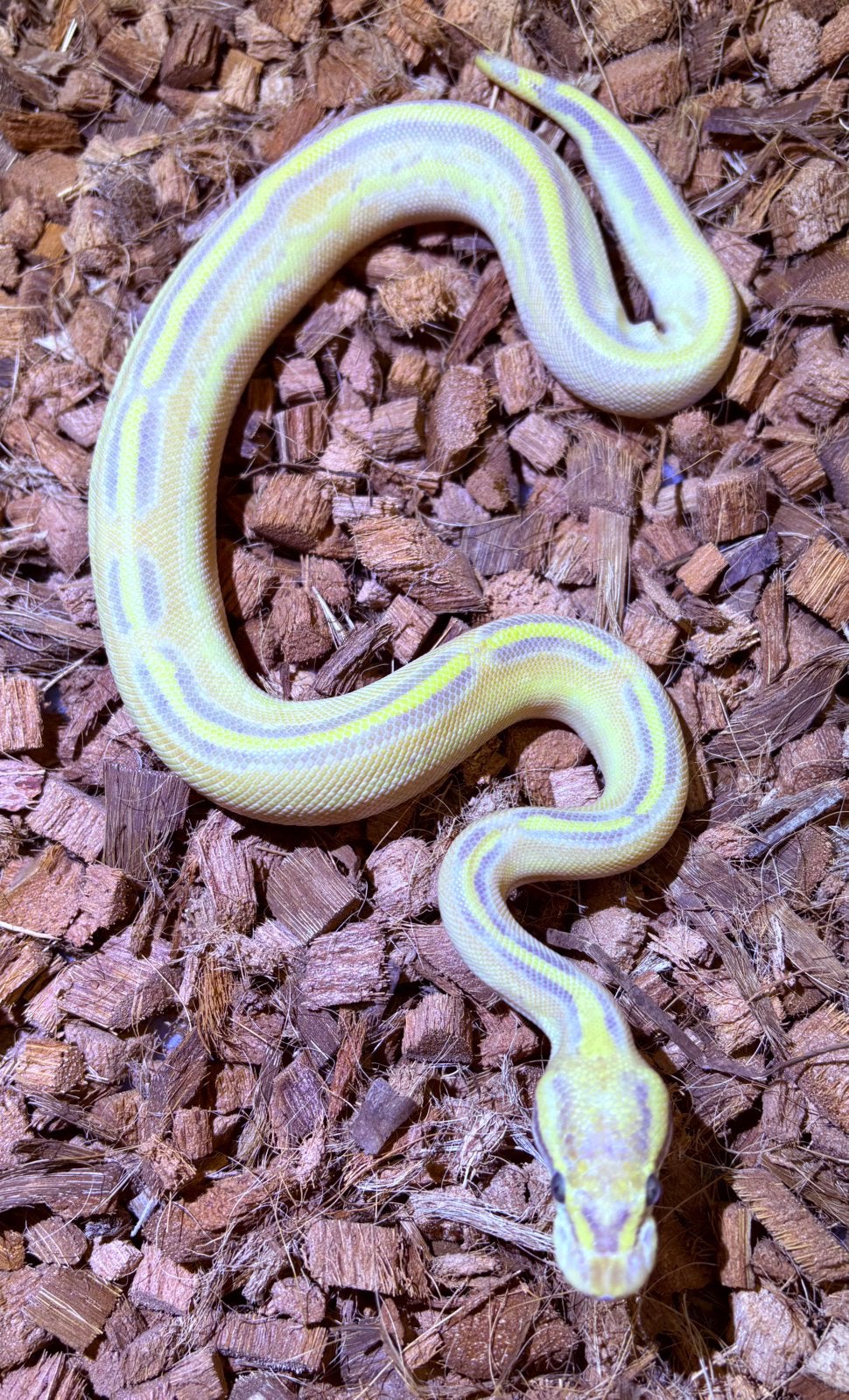 Python Regius Highway Enchi Vanilla Ball Python - unknown for sale from RMD Regius