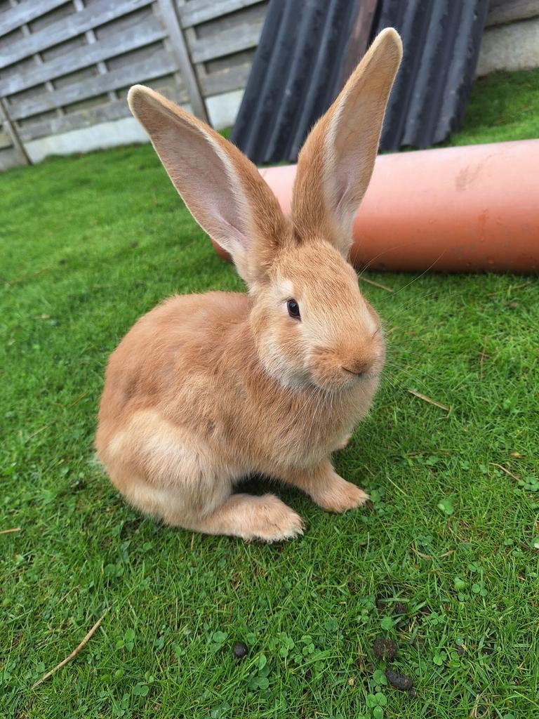 Vlaamse reus jongeren (geel), Dieren en Toebehoren, Meerdere dieren, Groot, 0 tot 2 jaar