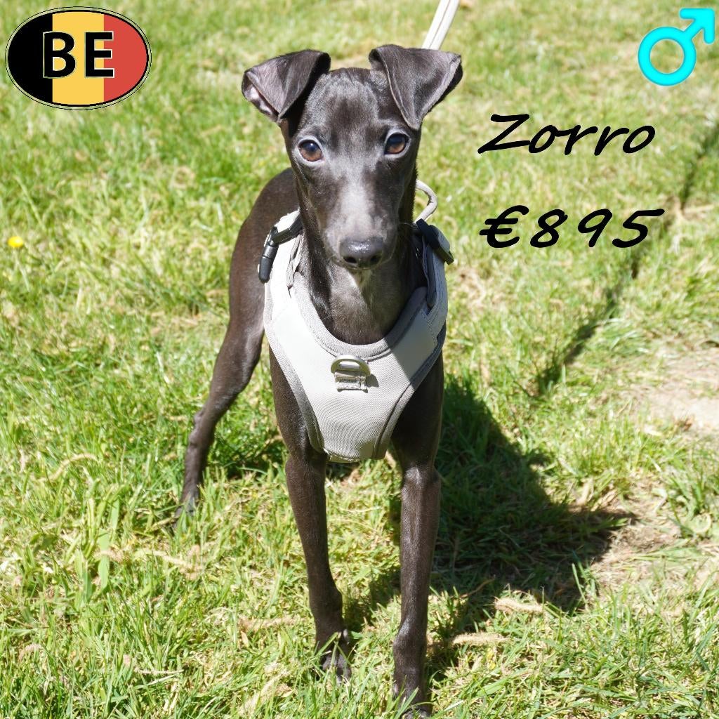 Rufus & Zorro, Petit Lévrier Italien mâles à vendre, Animaux & Accessoires, Chiens | Lévriers, Chien (mâle), Autres races, Commerçant