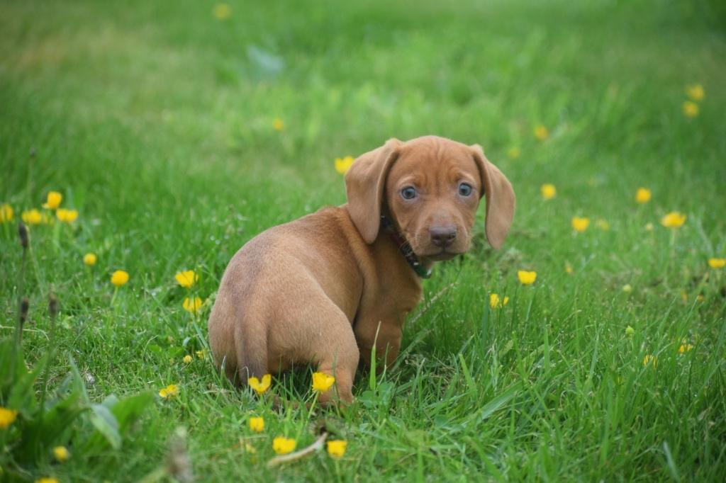 Teckel pups direct beschikbaar, België, 8 tot 15 weken, Korthaar, Dwerg