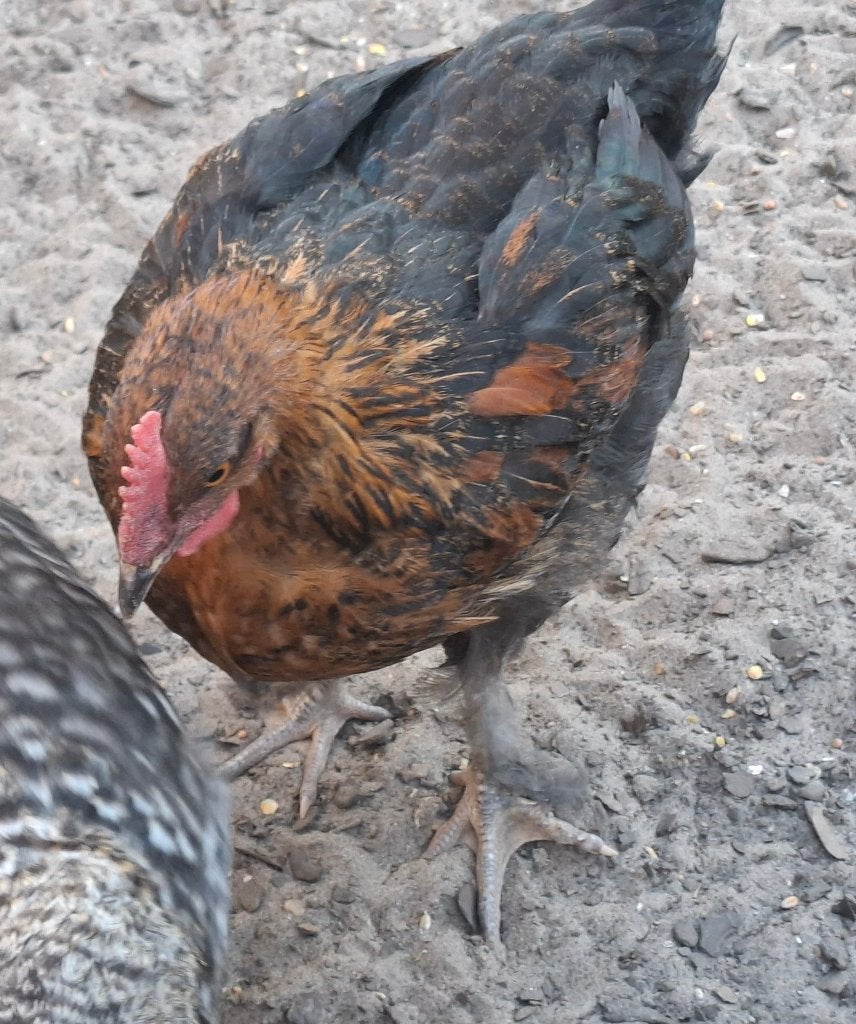 Marans haan, Dieren en Toebehoren, Pluimvee, Mannelijk, Kip