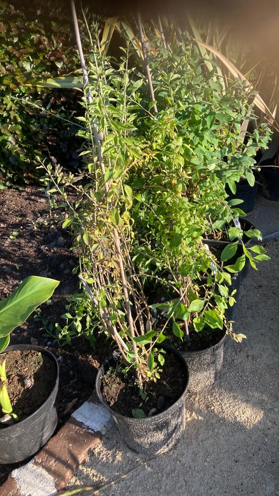 Plantjes honingbesstruik altaj, Tuin en Terras, Ophalen