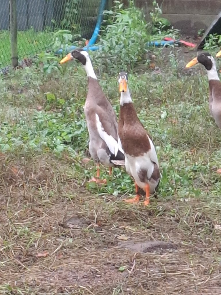 Loopeenden reebont, Dieren en Toebehoren