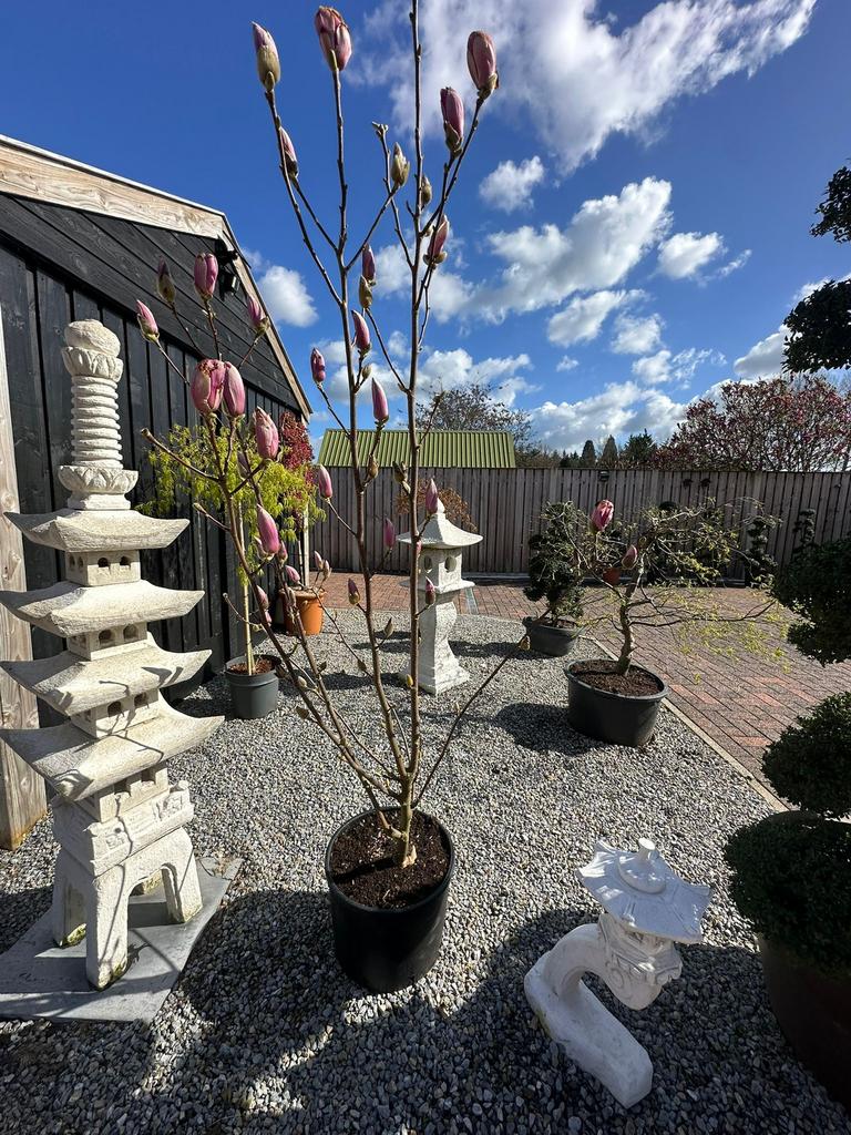 Magnolia (tulpboom) met knoppen – binnenkort in bloei!, Tuin en Terras, Ophalen, In pot