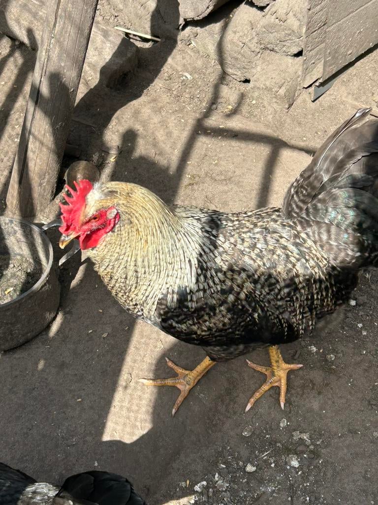 Cream legbar, Dieren en Toebehoren, Pluimvee