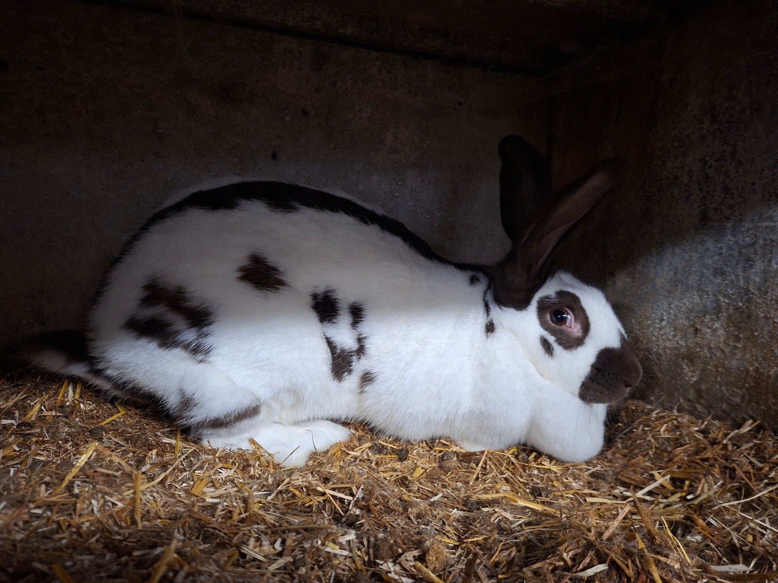 reuzevlinder voedster, Dieren en Toebehoren