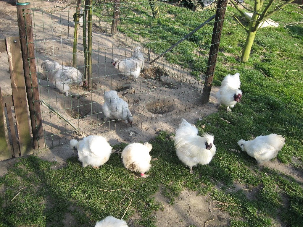 Broedeieren van witte zijdehoenders