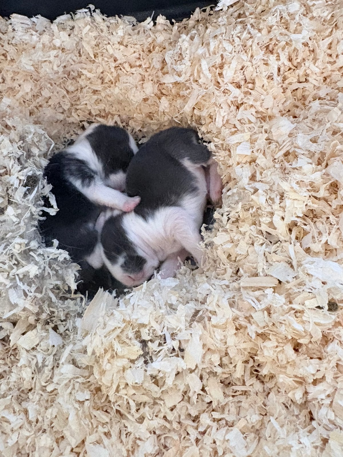 2 baby konijntjes mogen maar nest verlaten 20 augustus, Dieren en Toebehoren, Knaagdieren, Juni, Geslacht onbekend, Overige typen