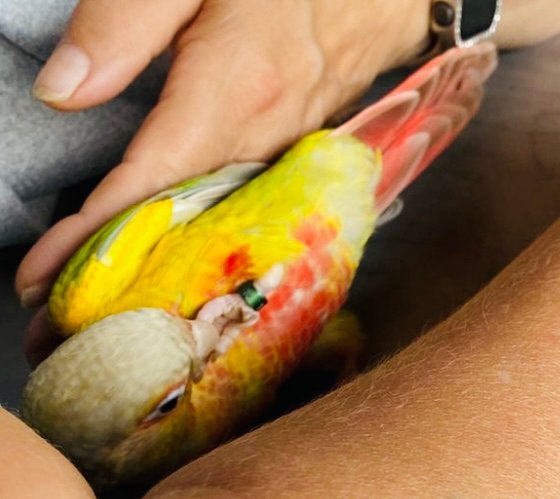 Conure pyrrhura eam, Animaux & Accessoires, Mâle