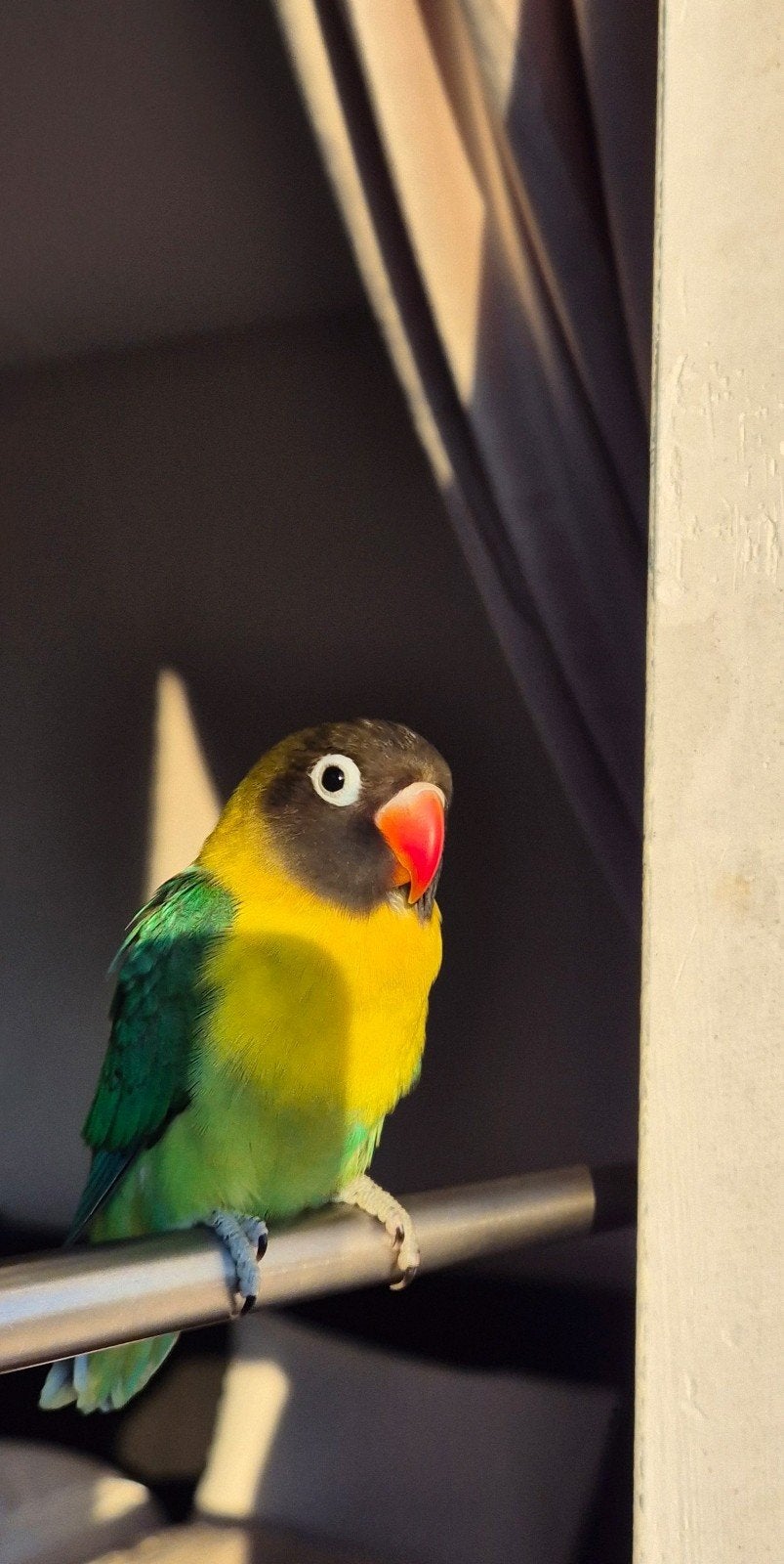 Mooie vogelkooi staander + zeer tamme mooie dwergpapegaai, Dieren en Toebehoren