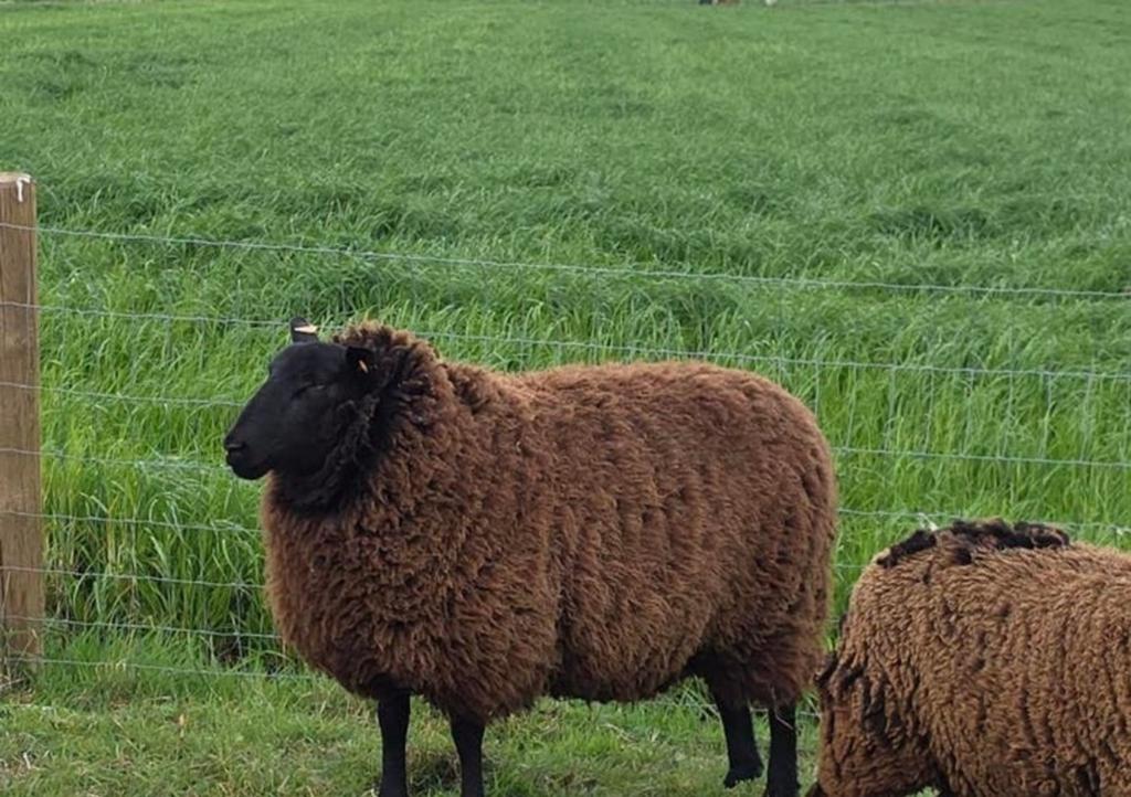 Mooie ooi niet drachtig