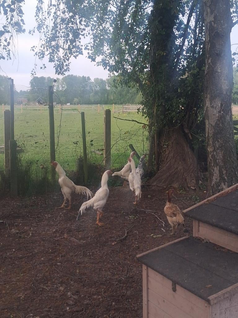 Kippen te koop, Dieren en Toebehoren, Pluimvee