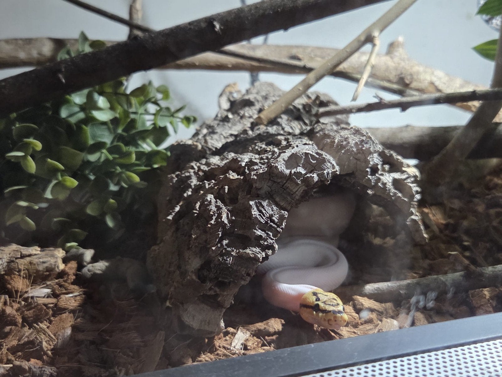 ballpython 1 jaar oud, Animaux & Accessoires, Reptiles & Amphibiens, Serpent, 0 à 2 ans, Avec terrarium