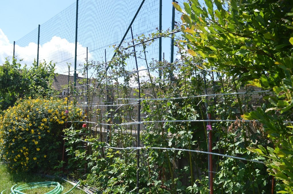 murier, Tuin en Terras, Planten | Fruitbomen, Ophalen, Minder dan 100 cm, Overige soorten, Volle zon