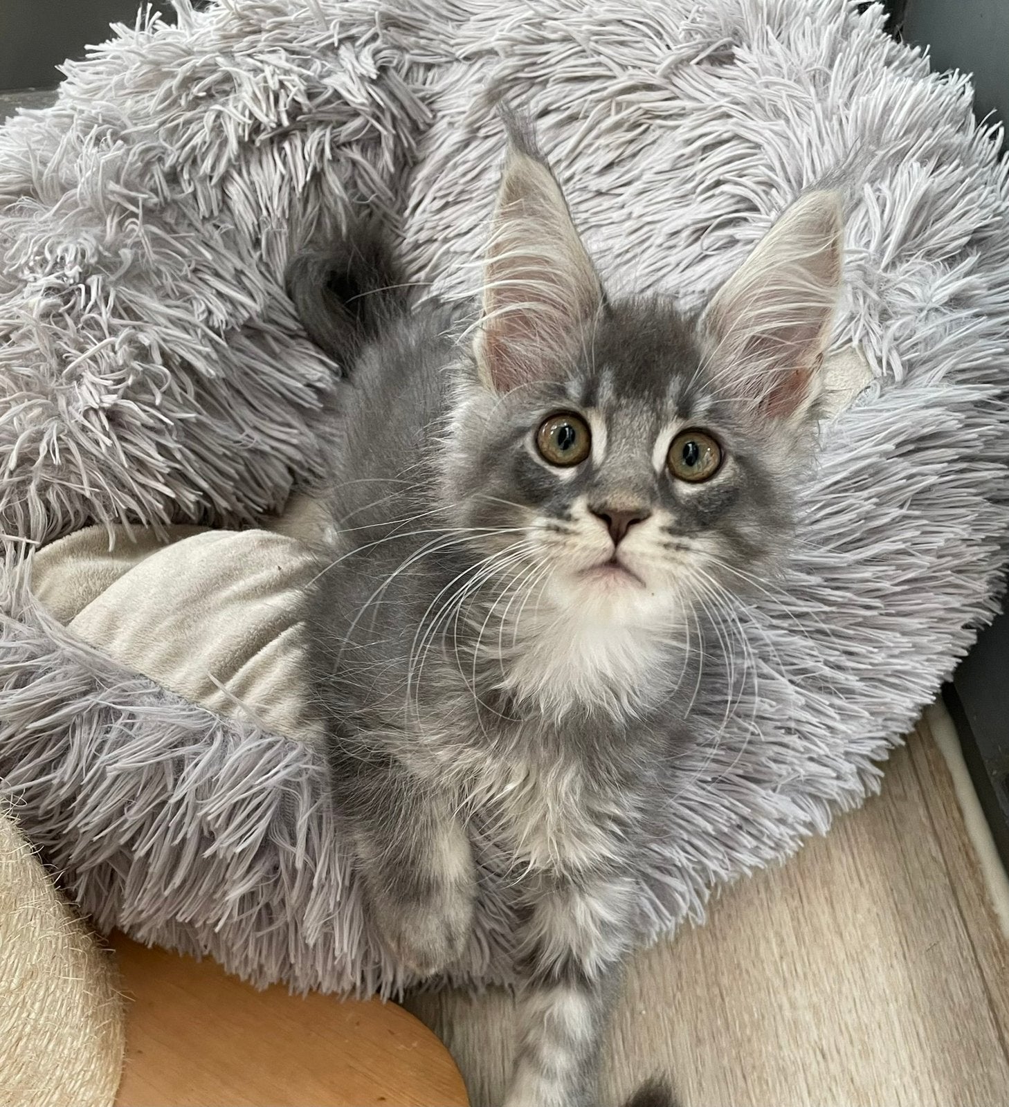 Maine coon kittens, Dieren en Toebehoren, Katten en Kittens | Raskatten | Langhaar, Meerdere dieren, Met stamboom, 0 tot 2 jaar