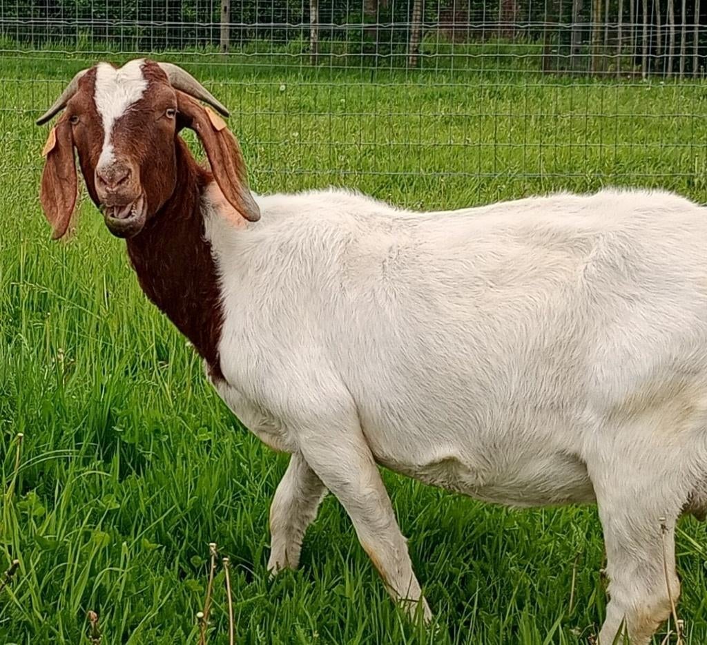 Boergeit met stamboek, Dieren en Toebehoren, Vrouwelijk, Geit, 3 tot 5 jaar