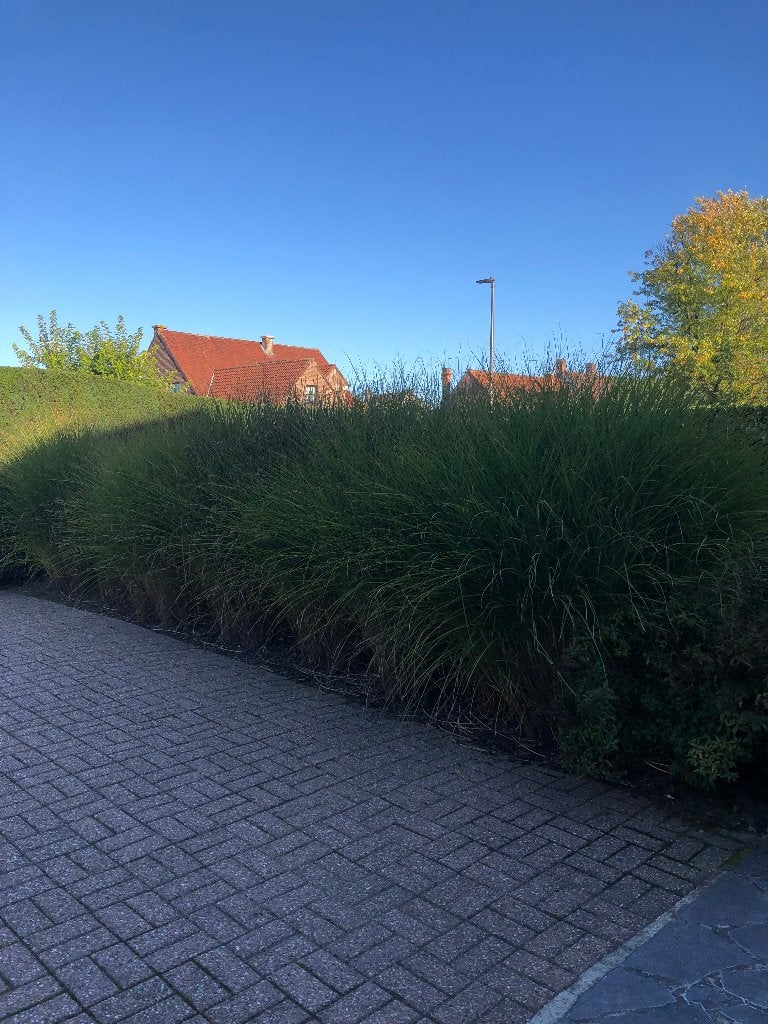 Gazon ornemental, Jardin & Terrasse, Plein soleil, Été, Enlèvement, Graminées ornementales