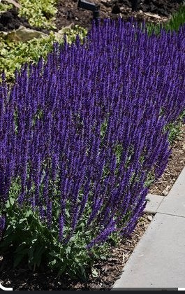 Salvia nemorosa 'Caradonna', Ophalen, Zomer, Vaste plant, Volle zon